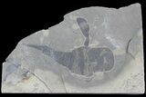 Eurypterus (Sea Scorpion) Fossil - New York #179508-1